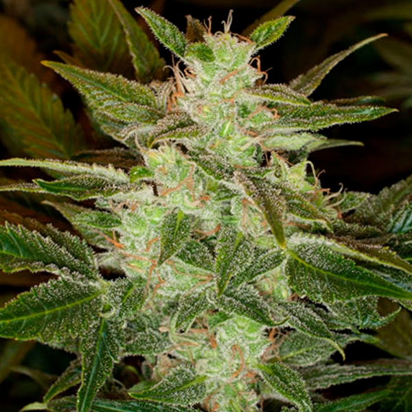 Auto Speed Haze - Black Scull Seeds