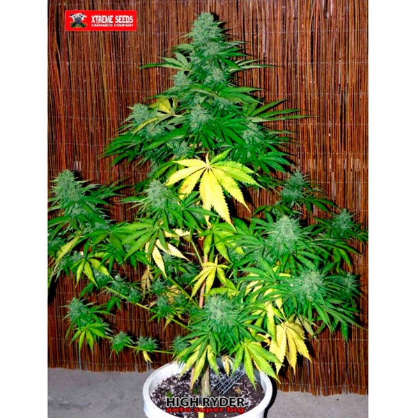 Auto Super Big High Ryder - Xtreme Seeds