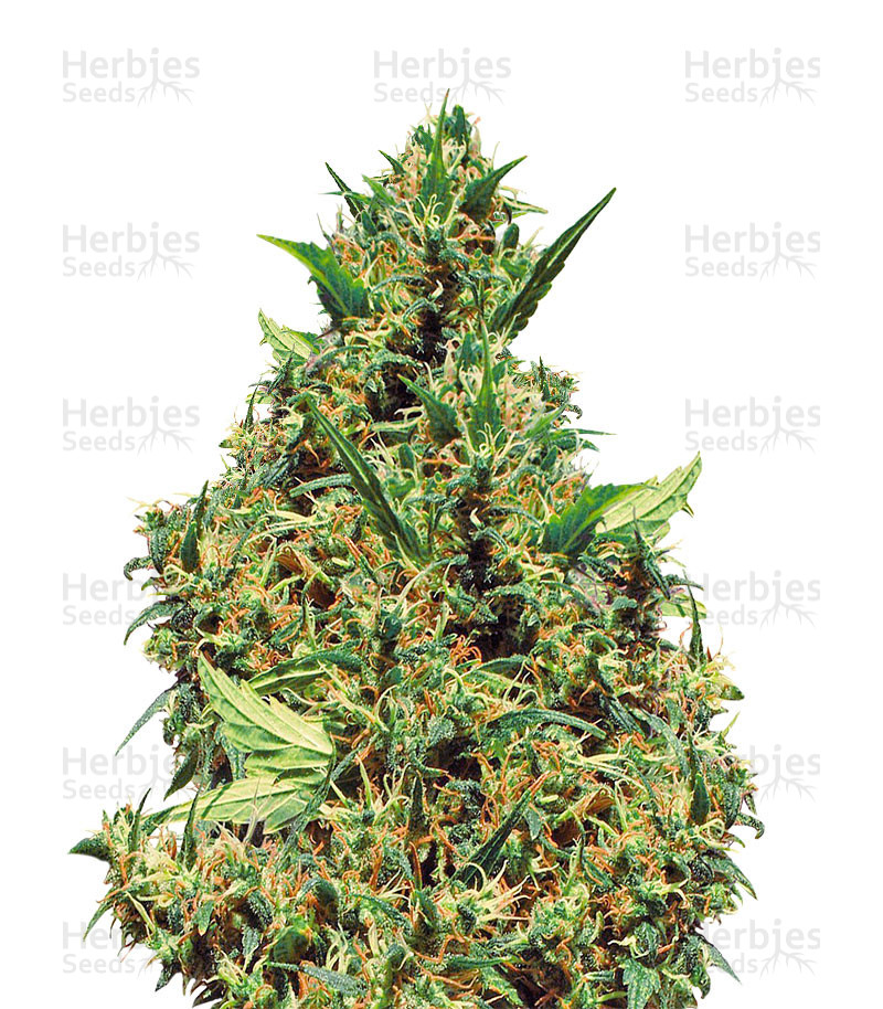 Jamaican Pearl (Sensi Seeds) Cannabis-Samen