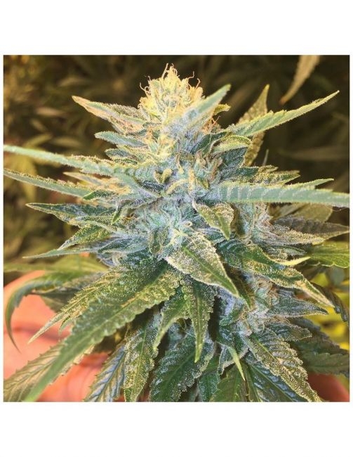 Bay Lotus Reg. - Grand Daddy Purp Genetics