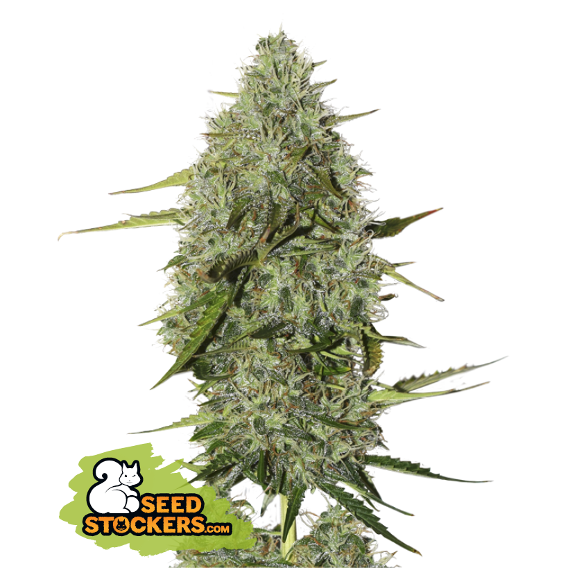 BCN Critical XXL Auto - SeedStockers