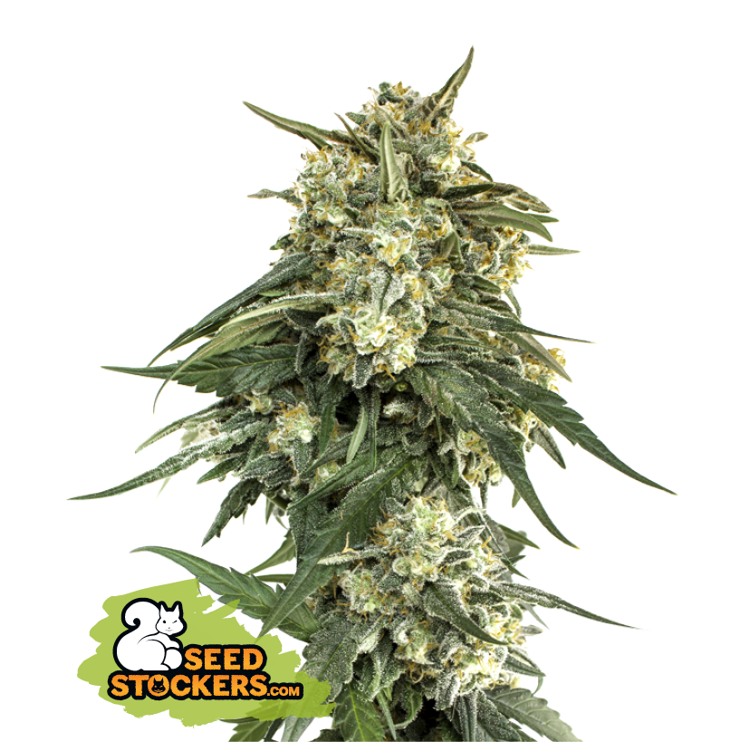 BCN Critical XXL Fast - SeedStockers