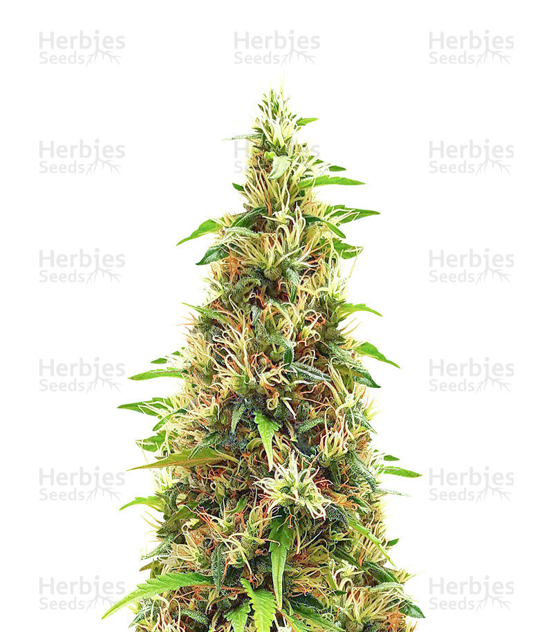 LA Cookies (Cali Connection Seeds) Cannabis-Samen