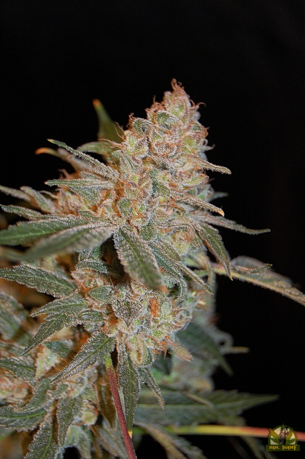 Black Diesel - Advanced Seeds