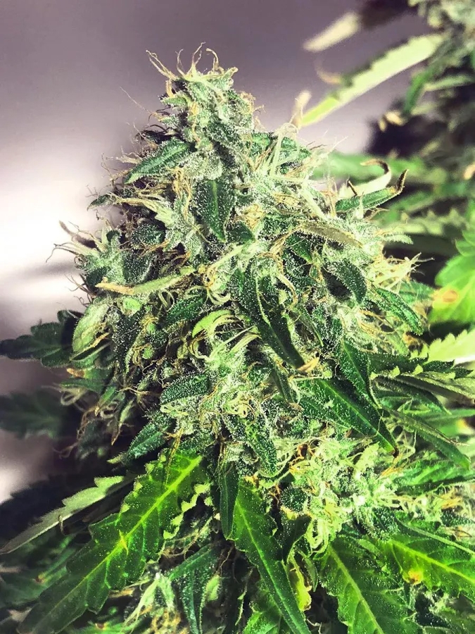 Cannabis Light - Ministry Of Cannabis