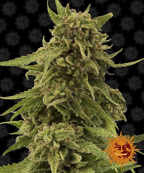 CBD Critical Cure - Barney's Farm