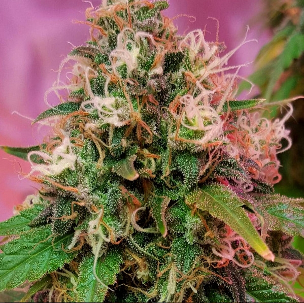 CBD OG Kush - CBD Crew