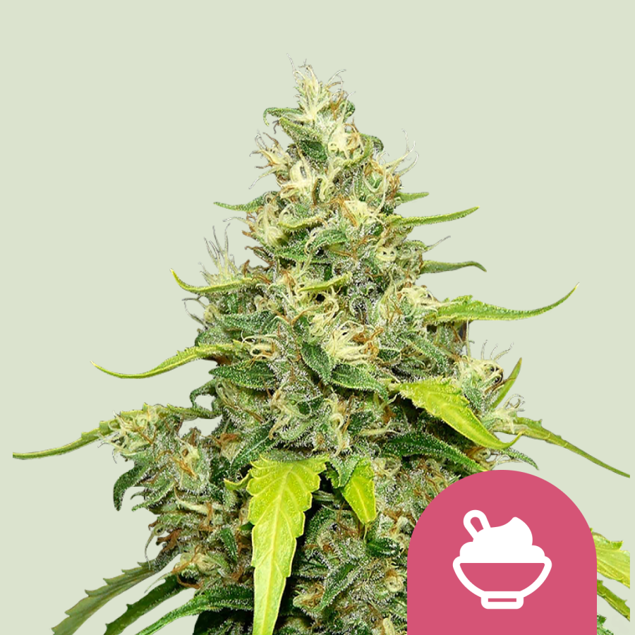 Blue Gelato- Royal Queen Seeds