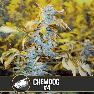 Chemdog #4 - BlimBurn