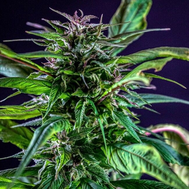 Blueberry Lime Kush AD Reg. - TerpyZ Mutant Genetics
