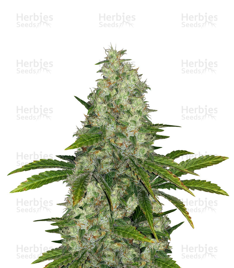 Do-Si-Dos OG (Original Sensible Seeds) Cannabis-Samen