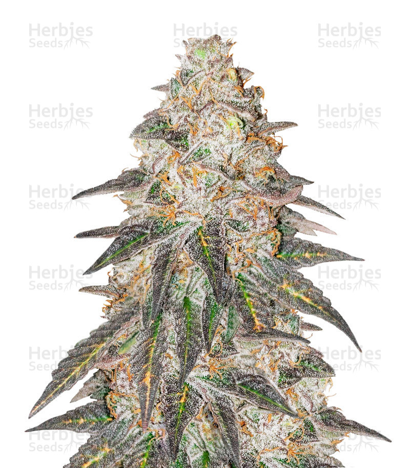 Runtz Punch feminisierte Samen (Herbies Seeds)