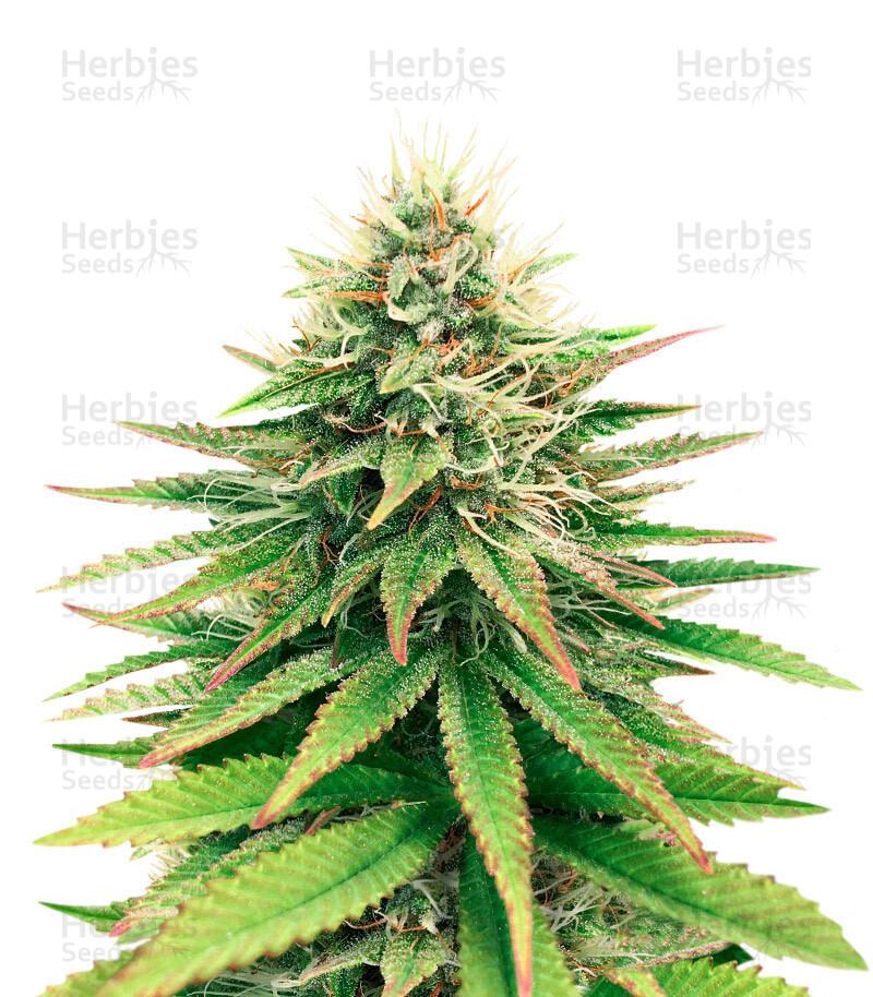 Tatanka Pure CBD feminisiertes Saatgut (RQS)