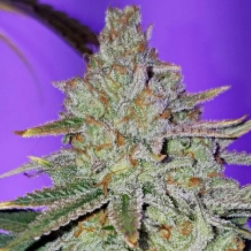Cookie Puss regulär - Jinxproof Genetics
