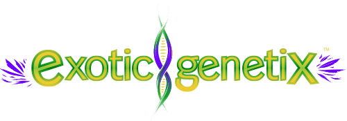 Cosmic 22 - Exotic Genetix Seeds