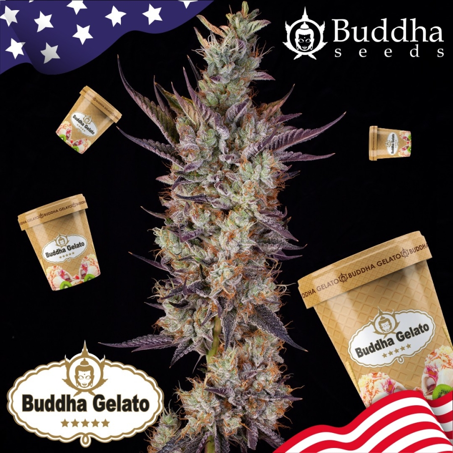 Gelato - Buddha Seeds