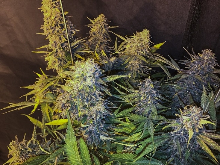 C99 X Blueberry Fast - Seedsman