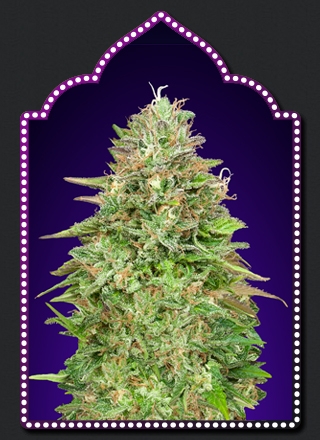 Critical Poison Fast - 00 Seeds