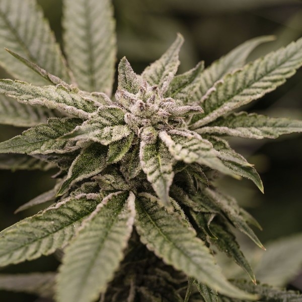Critical Purple Kush - Dawg Star