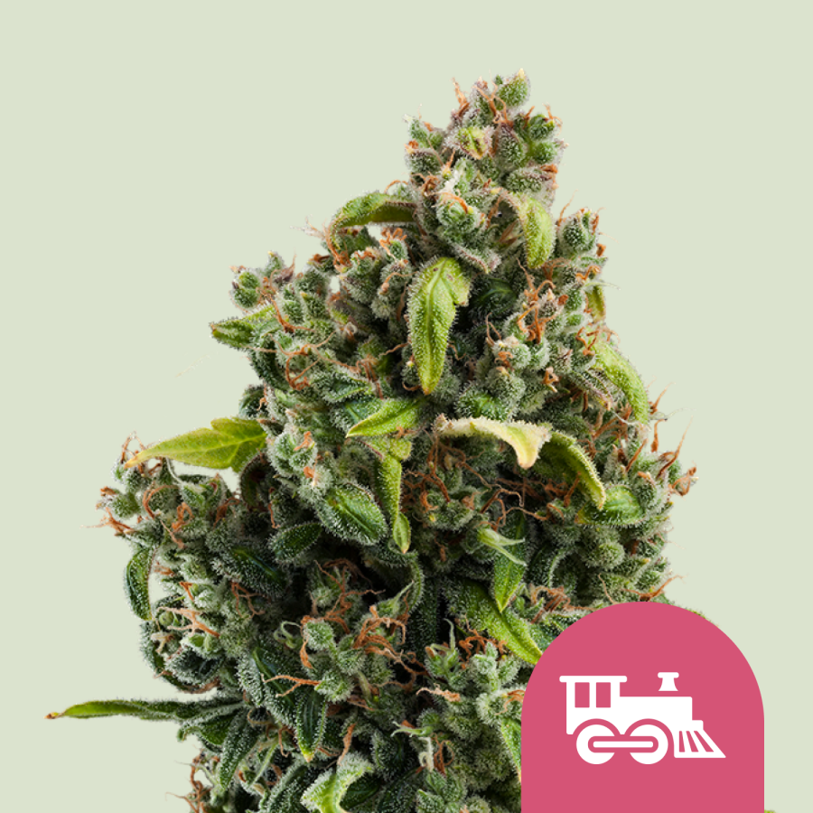 Candy Kush Express (Fast Flowering) - Royal Queen Seeds