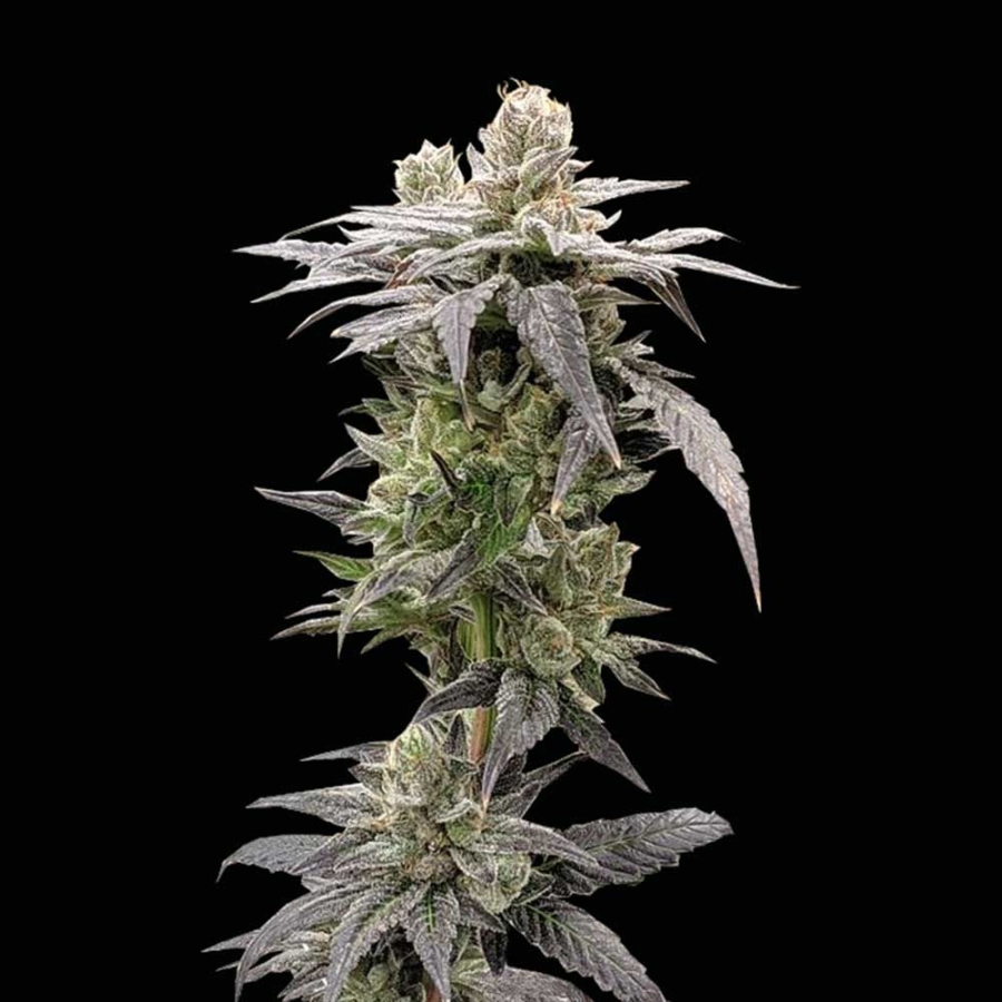 Dark Saber - Rare Dankness
