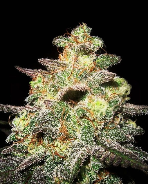 Caramella Auto - Expert Seeds