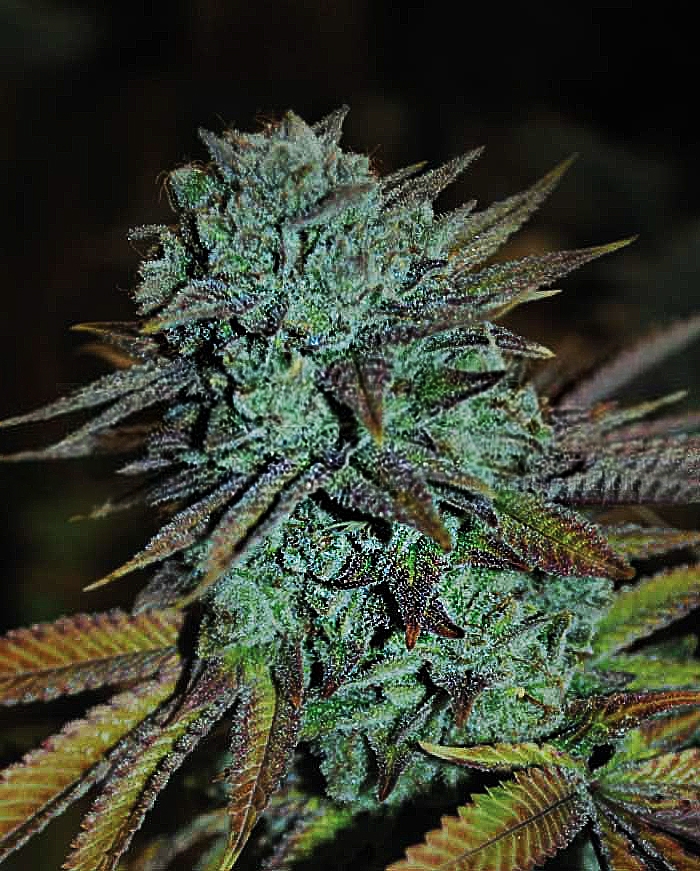 Expert Gorilla (GG #4) - Expert Seed bank