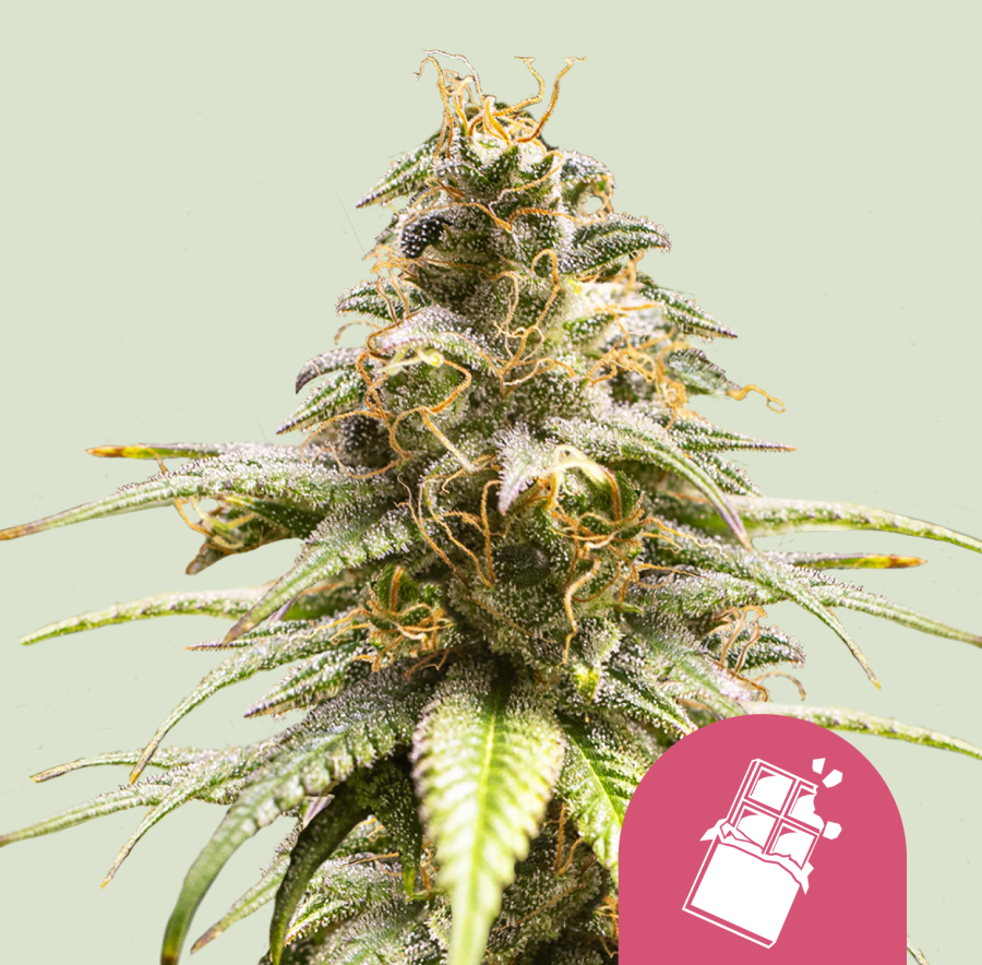 Chocolate Haze - Royal Queen Seeds