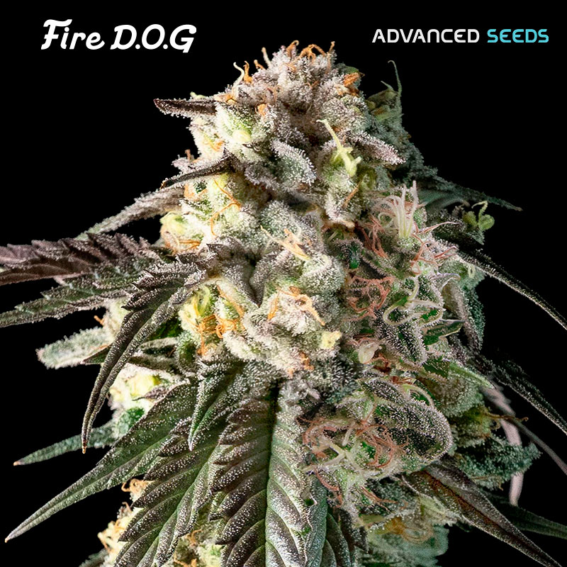 Fire D.O.G - Advanced Seeds
