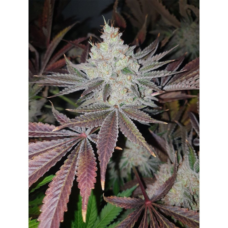 Chuntz - Original Big Buddha Family Farms