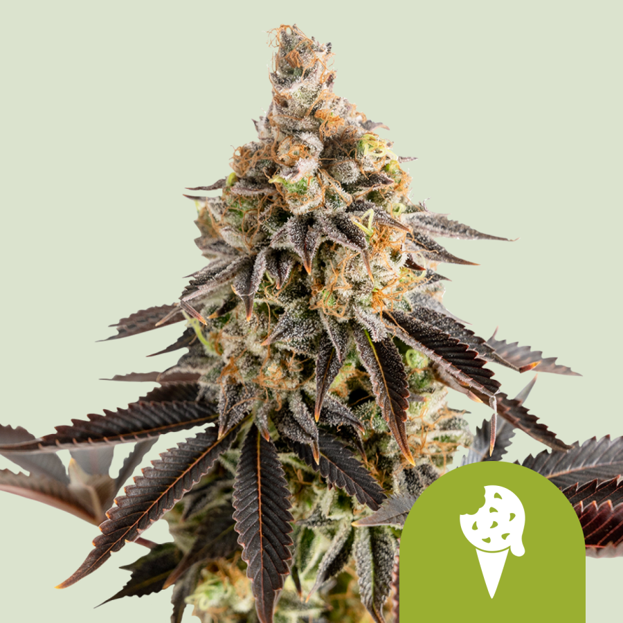 Cookies Gelato Automatic - Royal Queen Seeds