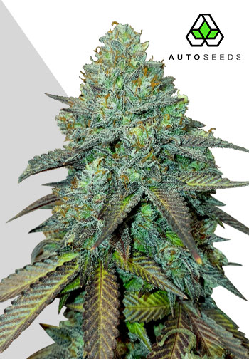 Gelato Autoflower - Auto Seeds