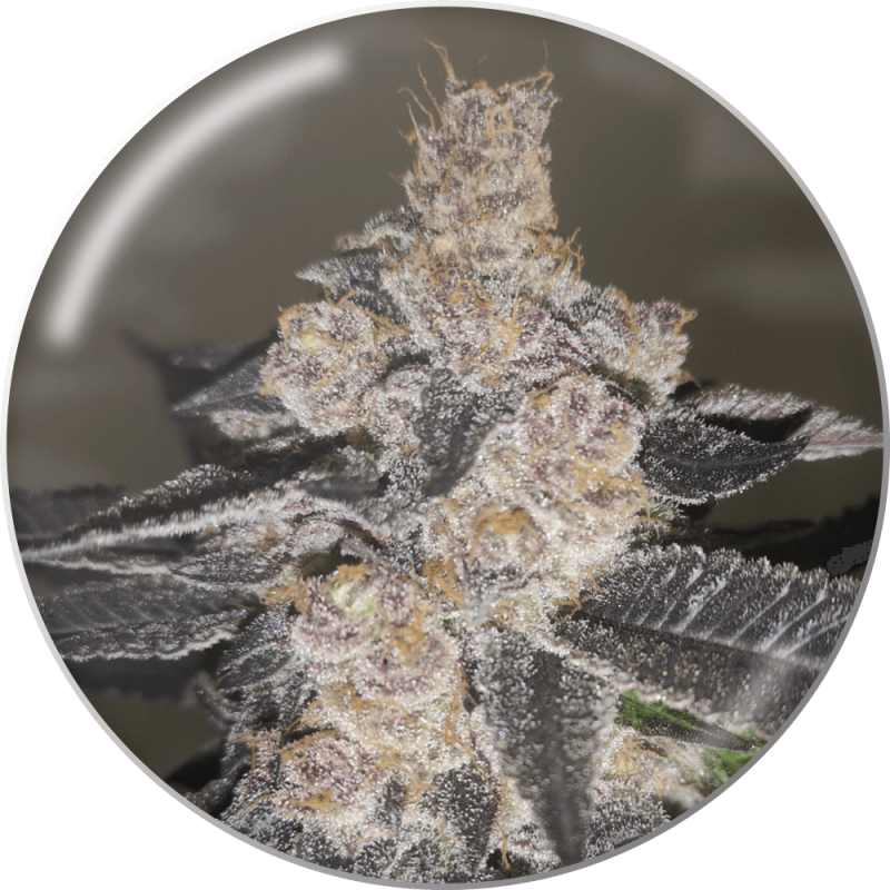 Gelato 242 - Medical Seeds