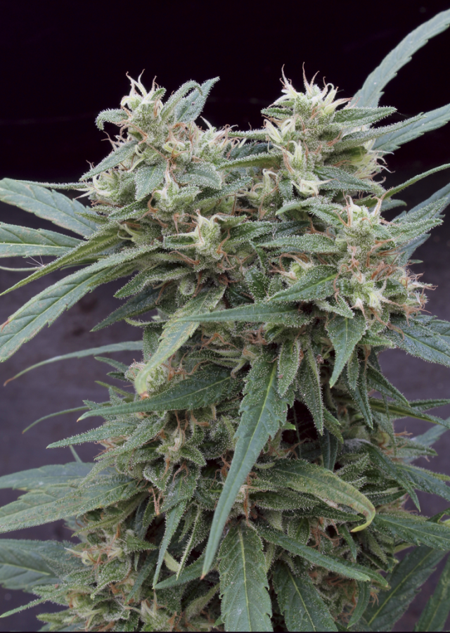 Gimli Auto - Big Monster Seeds