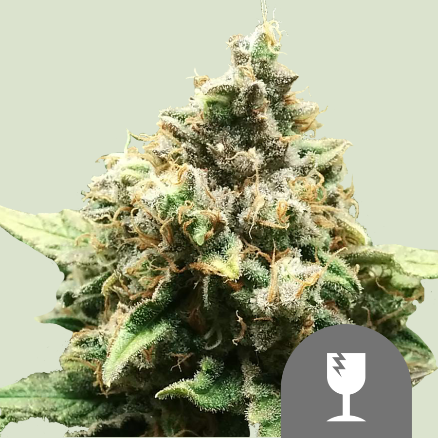 Critical Reg. - Royal Queen Seeds