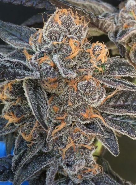 Girl Scout Gum regulär - BC Bud Depot