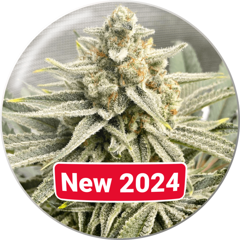 Grape Fuel - Medical Seeds
