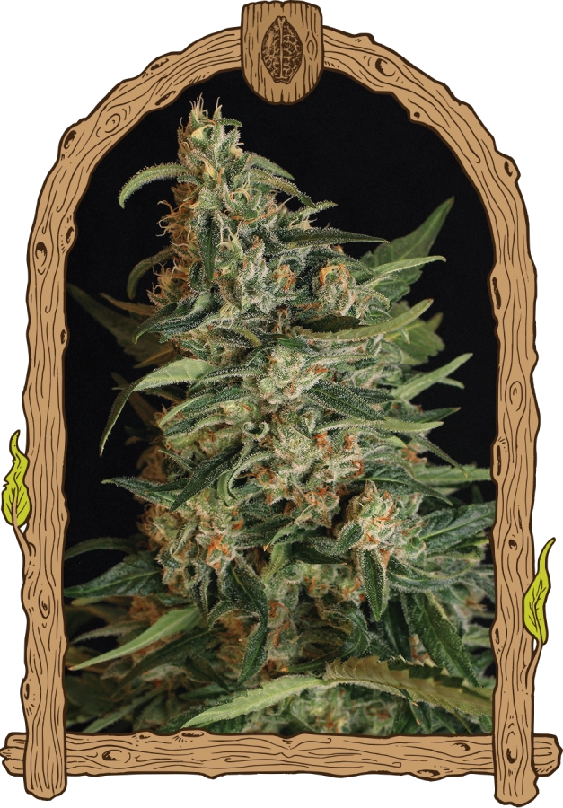 Green Gummy - Exotic Seeds