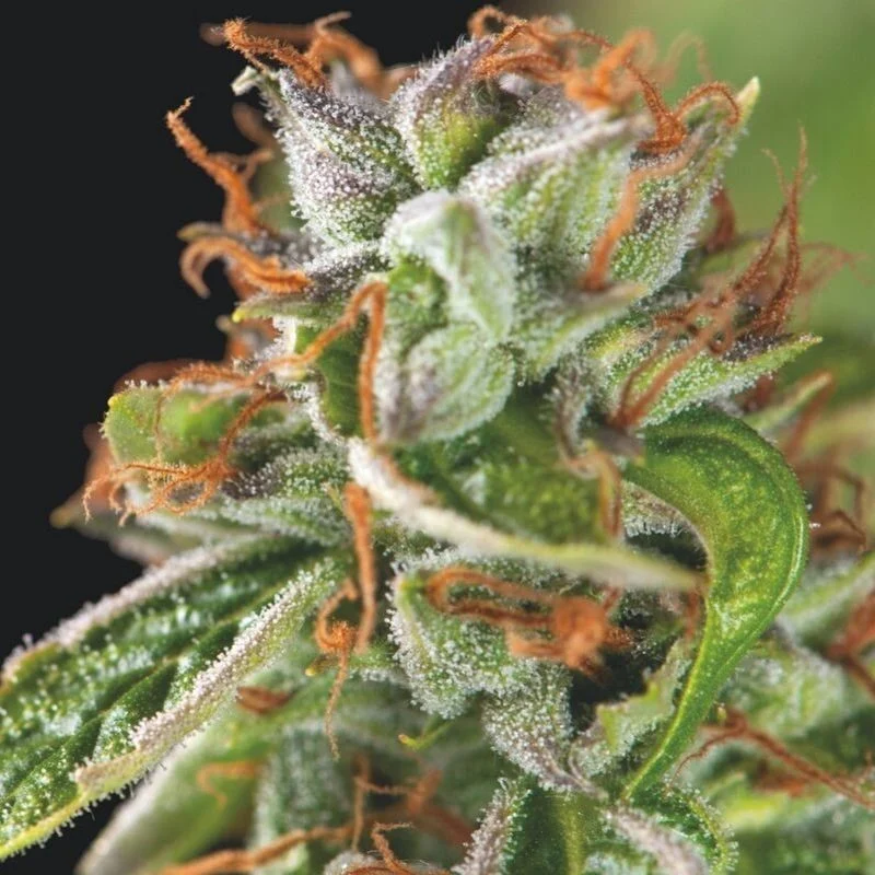 Double OG Haze - Pyramid Seeds