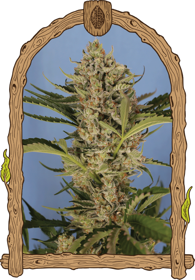 Herz OG - Exotic Seeds