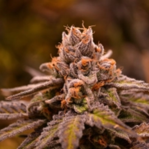 Hubba Bubba regulär - Jinxproof Genetics