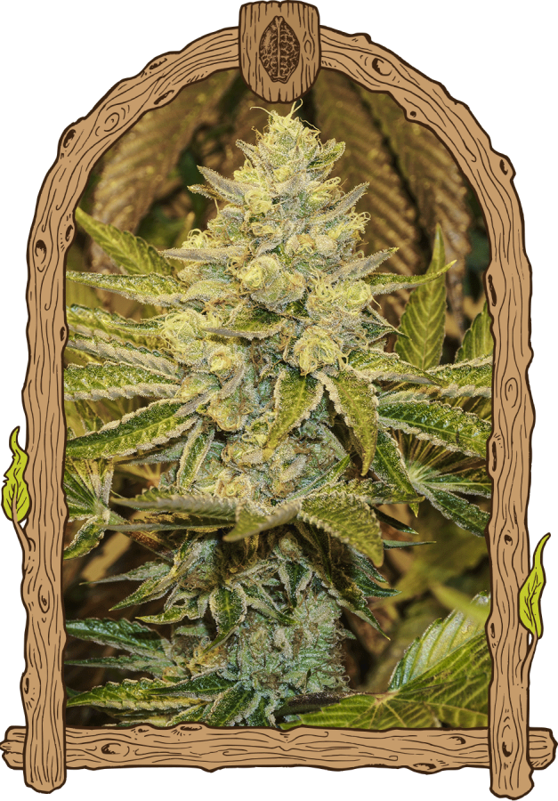 Exotic Animal - Exotic Seeds
