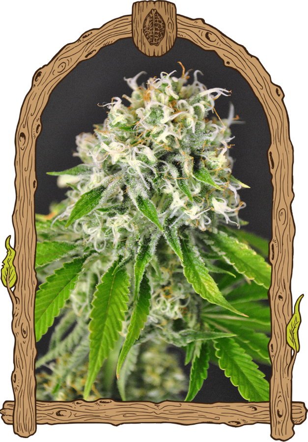Exotic Runtz - Exotic Seeds