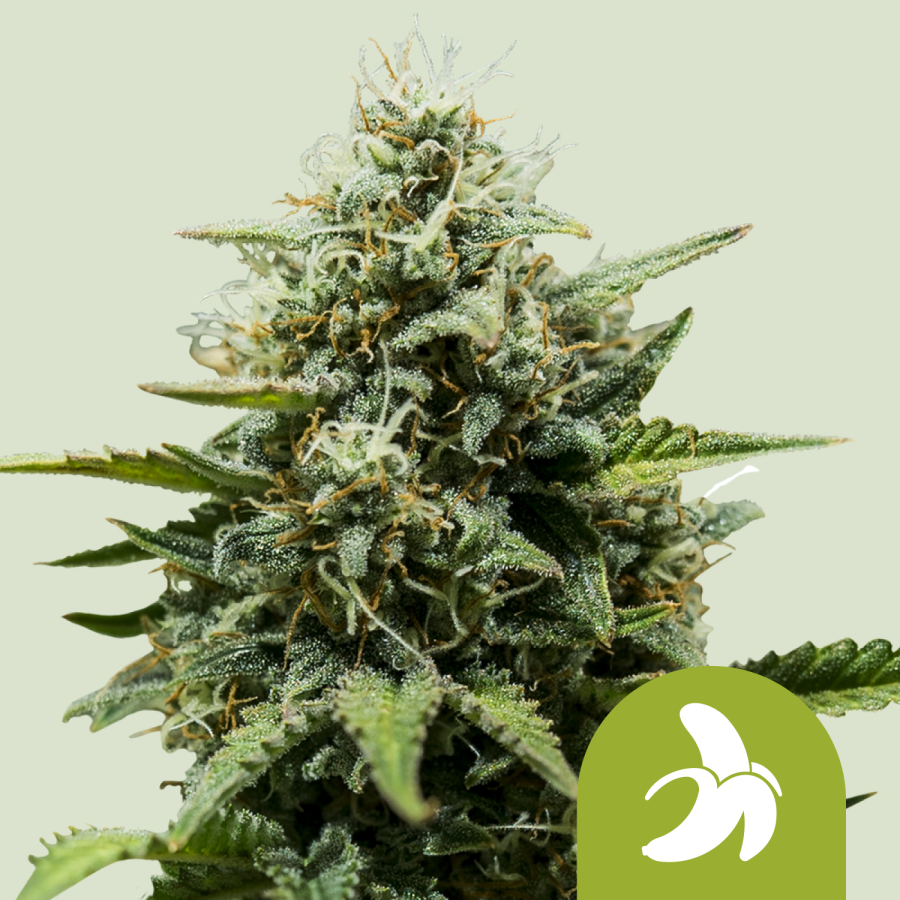 Fat Banana Auto - Royal Queen Seeds