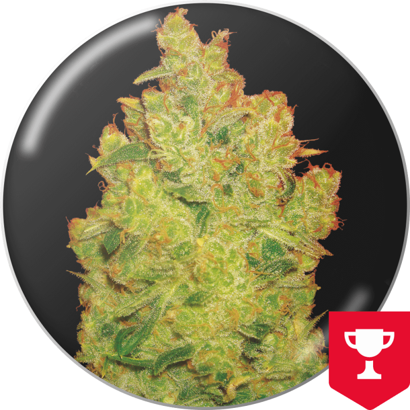 Jack La Mota - Medical Seeds