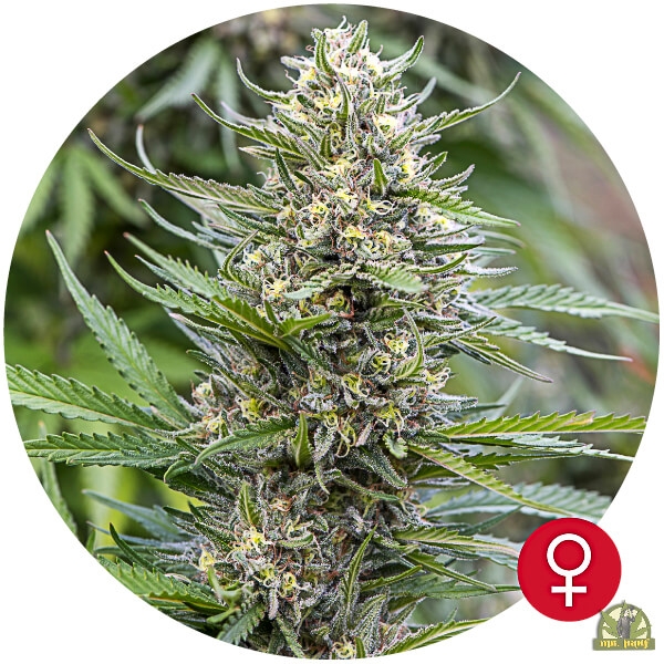 Girl Scout Cookies Xtrm - The Bulldog Seeds