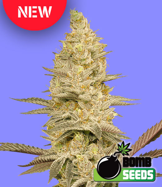 Glookie Bomb - Bomb Seeds