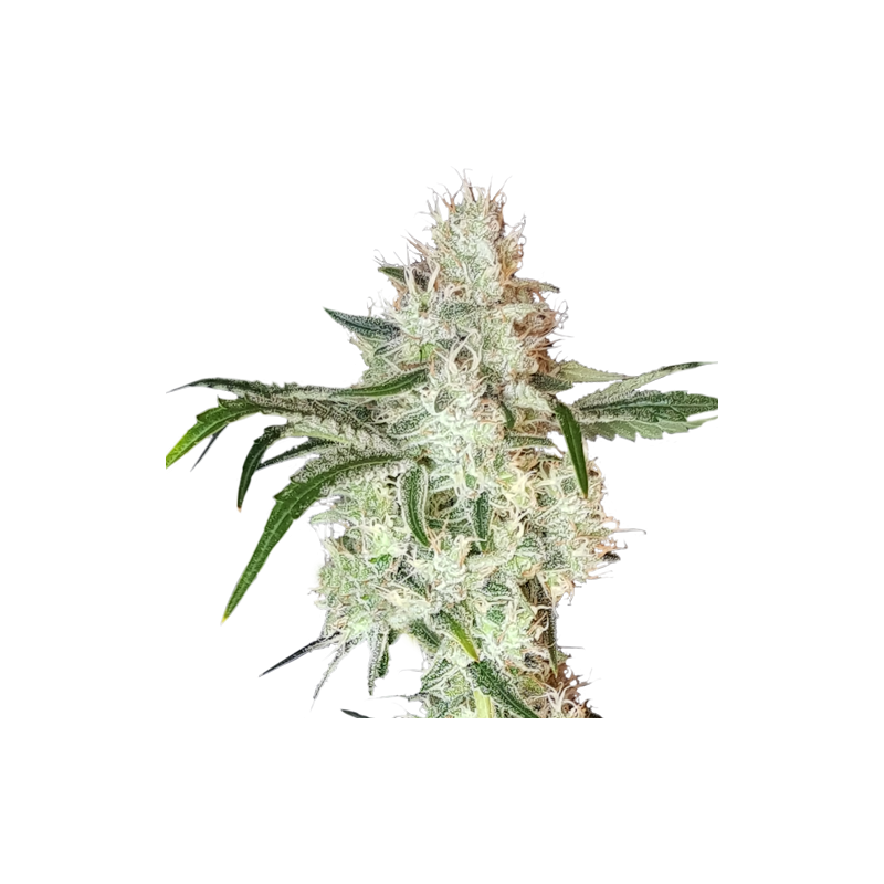Lemon OG - Super Sativa Seed Club