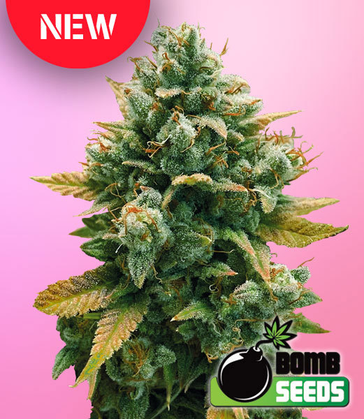 Godfather Bomb - Bomb Seeds