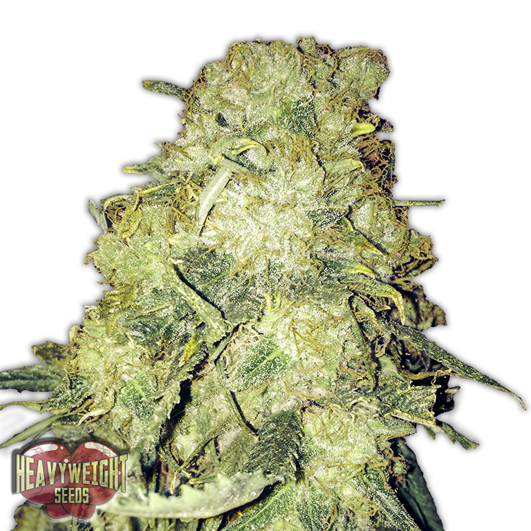 Goldmine - Heavyweight Seeds
